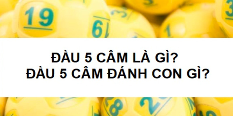 lo-dau-5-cam-hom-sau-danh-con-gi
